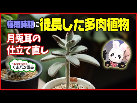 園芸 ラケットサボテン、ウサギの耳