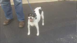 The Commodores: &quot;Animal Instinct&quot; (Bode Vocoder 7702)