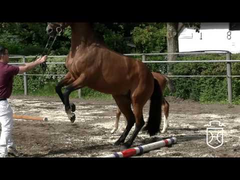 SL073 Stutfohlen von Casaltino - Aljano - Lorentin I