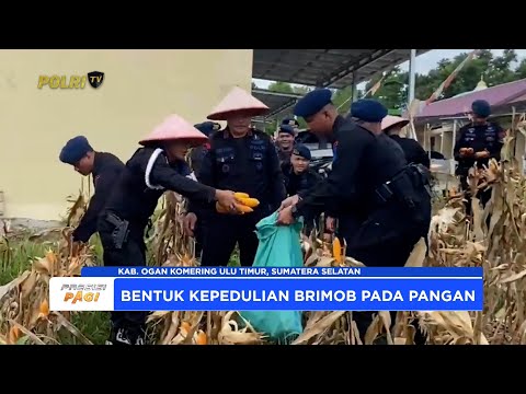 SAT BRIMOB POLDA SUMSEL GELAR PANEN RAYA JAGUNG