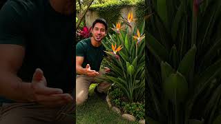 Duas plantas lindas para decorar seu jardim e impressionar as visitas