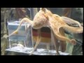 Paul The Octopus - song by Parry Gripp 