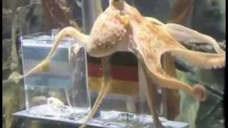 Paul The Octopus - song by Parry Gripp