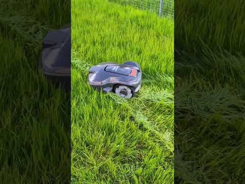 You won't believe how Husqvarna Automower 305 is cutting through extremly tall grass