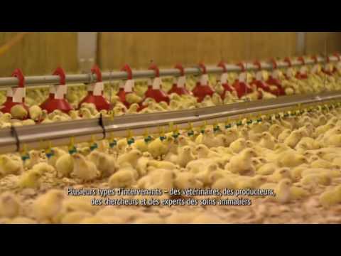 , title : 'Les Producteurs de poulet du canada - Programme de soins aux animaux'