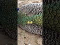 Watch What Happened With National Bird Peacock So Sad Shorts Viralvideo