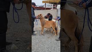 Download lagu Baby Horse Breeding mp3