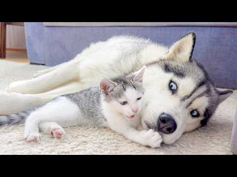 YouTube 썸네일