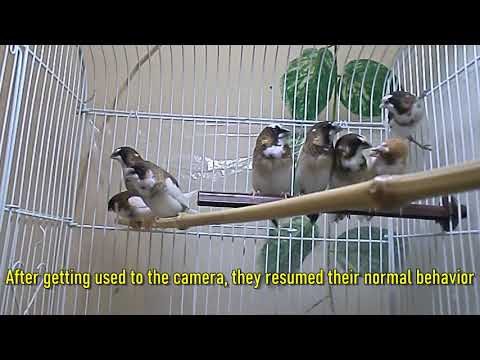 Society finch tichý spev