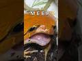 MEEP MEEP POLICE #frog #snake #funny