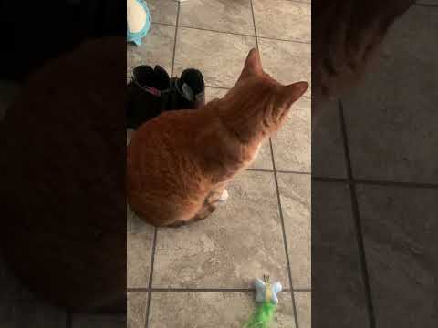 @tatertot_sheri Tater Tot is very treat motivated 😂 #orangecatb #cat 👍