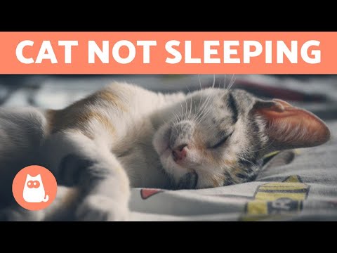 Why is My Cat NOT SLEEPING At Night? - YouTube