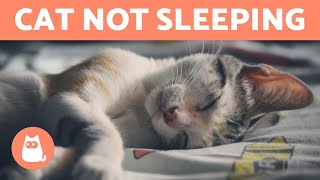 Why is My Cat NOT SLEEPING At Night?