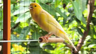 Download lagu Burung kenari kuning berkicau, gambar penuh Gacor mp3 Download lagu Burung kenari kuning berkicau, gambar penuh Gacor mp3