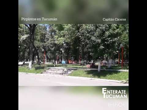Pirpintos en Tucumán - Capitán Cáceres