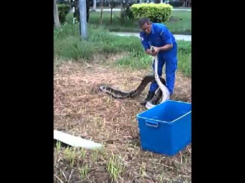 Diyeta sa mawala timbang sa 80 kg Turmeric para sa pagbaba ng timbang video