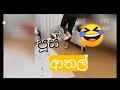 Cat And Dogs Funny Videos Sinhala පුළුවන් නම් හිනා නොවී බල�