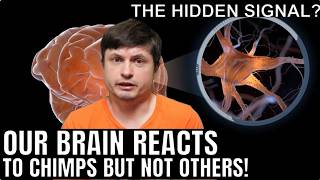 Human Brains React Differently To Chimp Voices In a Surprising Breakthrough