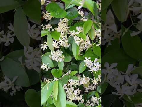 育てやすい香りのよい観葉植物やハーブからインスピレーションを得ましょう。  庭園