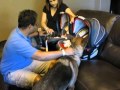 Dogs being introduced to twins 