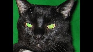 DIY  Germanium  Fuzz  Factory Demo  Song  -  re-edit