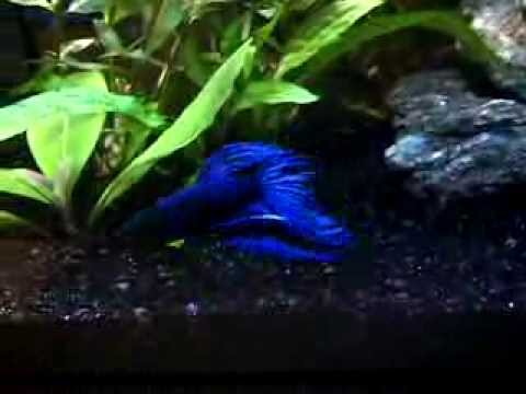 Betta Fish Tank - 20L tank with my blue betta Oscar!
