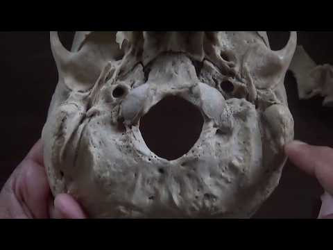 NORMA BASALIS - PART -3/3