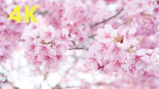 4K 2020 Japan Cherry Blossoms Kawazu Sakura Tokyo 木場公園 河津桜