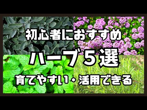 窓辺のハーブ:家の中でも育つこの5種類 トピックス