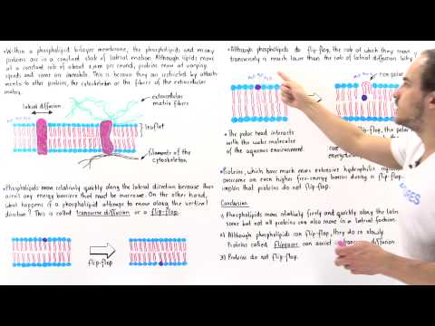 Flip-Flopping and Fluid Mosaic Model