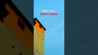 Download lagu Video Lama Kiriman Dari Malaysia, DNA AsLi PAKET 9 NAGA ‼️ mp3