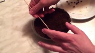 Neue Samen, neuer Anbau #Part 2! Chili, Tulpen, Melonen, Lithops und Chrysanthemen im Eigenversuch.