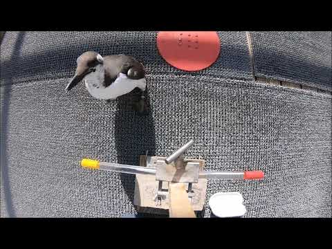 Common murre doing a hearing test