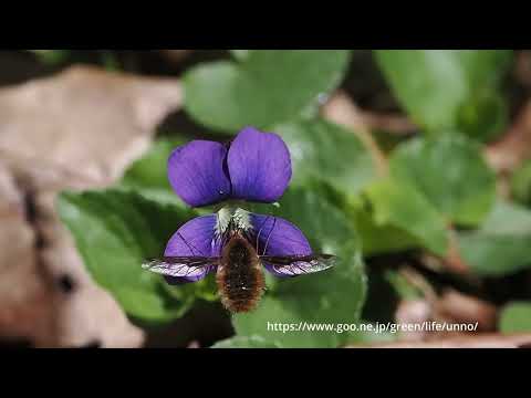 ビロードツリアブの吸蜜