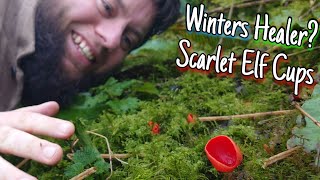 Scarlet Elf Cups - Winter Mushroom Foraging 🍄 Identification, Health Benefits & Folklore