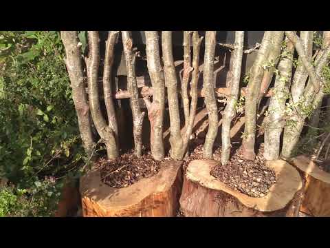 Garden Ideas - Trellis and Planters