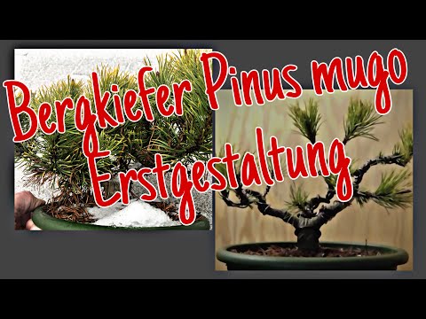 Bergkiefer Pinus mugo 'Carsten’s Wintergold' -Erstgestaltung Baum No.2 Pre-Bonsai 2023/12