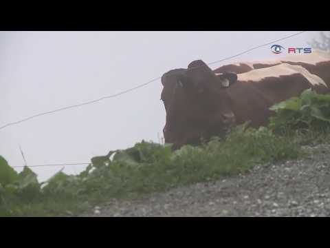 Der Almabtrieb mit Herbert Gschwendtner