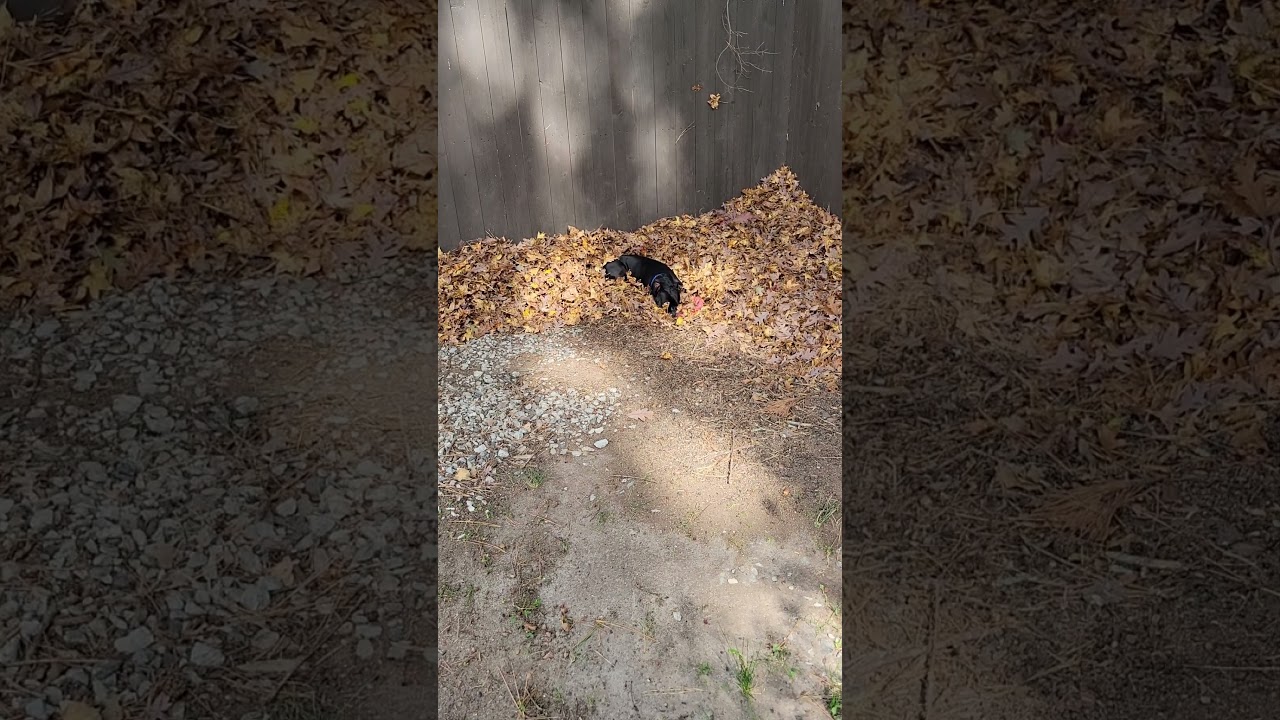 Squirrely (I have a Secret Crush!), a Adoptable mixed breed in Decatur, GA video 6/6
