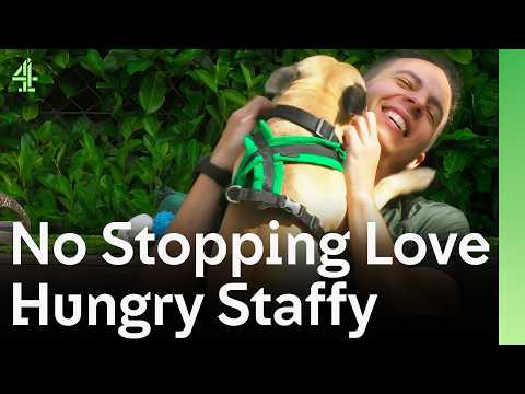 Lonely Staffy Meets Fifth Family Hoping To Be Saved | The Dog House 🐶