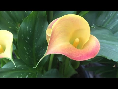 (close up look 👀) “qatar” CALA LILY zantedeschia