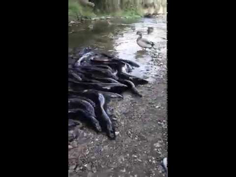 Утки ничего не боятся... когда речь идет о еде