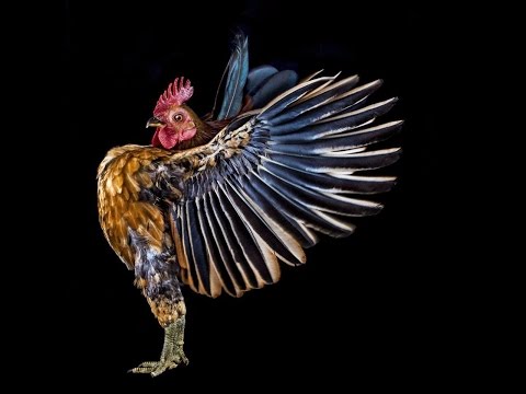 Hen and the Cocks @ Oaktopia 2015