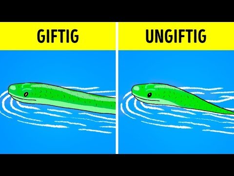 Was du tun solltest, wenn du einer Schlange begegnest!
