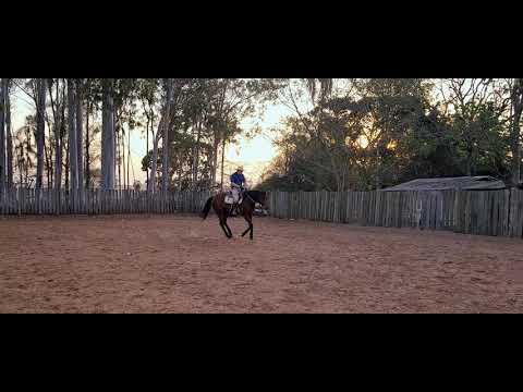 Trocas de pé, change leads , passada de mão, change de pied. cambios de pie.