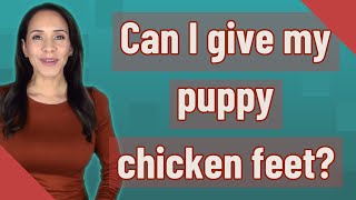 Can I give my puppy chicken feet?