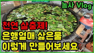 천연농약 은행삶은  물의 효과! 은행삶은 물 이렇게 만들어보세요!