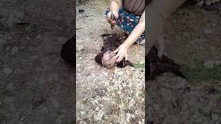 Download lagu hantu air yg meresahkan warga tertangkap ternyata di dalamnya ada pusaka kapak geni wiro 212 #viral mp3