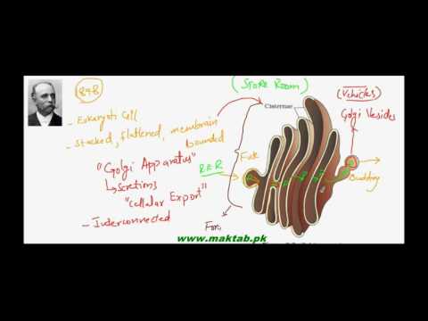 FSc Biology Book1, CH 4, LEC 9: Golgi Apparatus