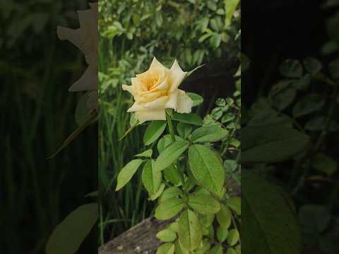 Yellow Rose #shorts #trending #rose
